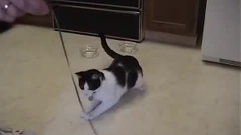 Cat has a panic attack when his string is taken.