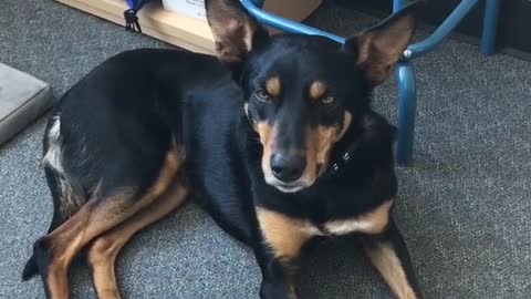 Black and tan dog sits on the floor and falls asleep