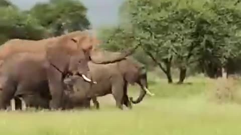 Elefant natting funny video animal #short video