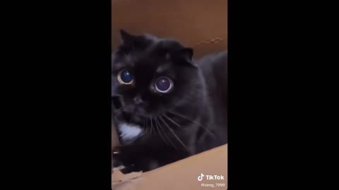 VIRAL | RARE OWL CAT!.