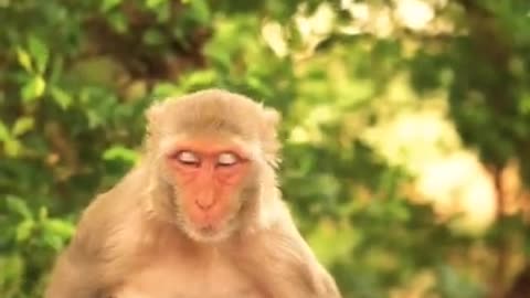 Summary of the best videos about Baby monkey Bon Bon