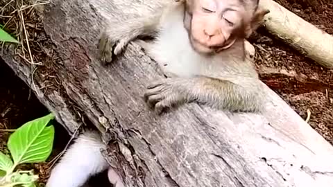 Smart dog saves a monkey that is trapped