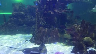 Sharks and Mantarays in aquarium at an Arizona restaurant.