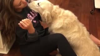 Sweet Golden Retriever Just Wants To Cuddle