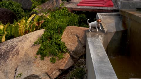 dog playing with water