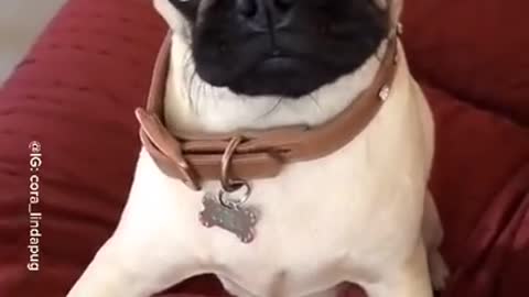CUTE AND FUNNY DOG