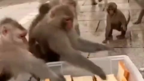 Monkey gang 😛 what happened???