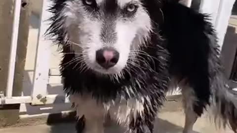 Awesome husky