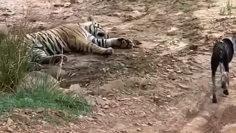 Tiger attack dog and killed