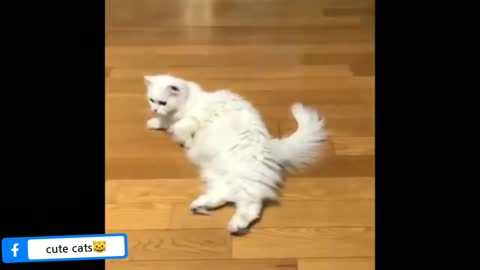 Cute cats funny and feeling video of cat.