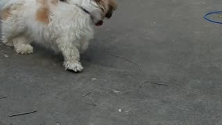 Rosie The Shihtzu Plays Soccer