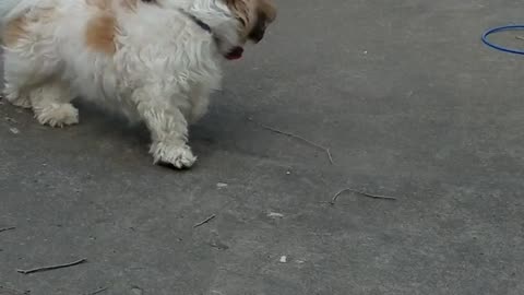 Rosie The Shihtzu Plays Soccer