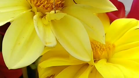 Flowers on the table