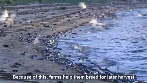 Million Dollars Horseshoe Crab Harvest Line - Getting Eggs & Fertilization Horseshoe Crab Process