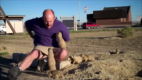 Prairie Dogs Playing - CUTEST Compilation