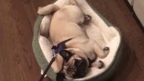 Lazy Pug Doesn't Want To Go For Walk, Gets Dragged While In Bed