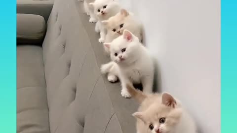 Cute cats 😍