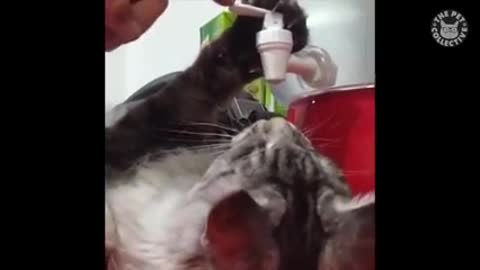 Cat drinking tap water/Fluffy cat