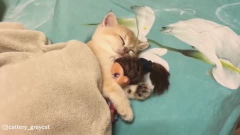 Adorable Little Kitten Sleeping With A Doll