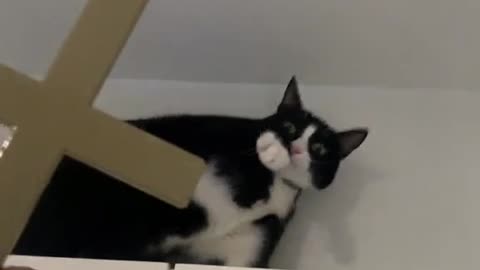 A cat reacts like it is possessed when shown a cross