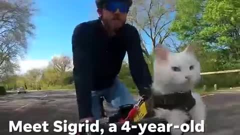 Courageous cat tours around the city of London with a harness and pair of goggles