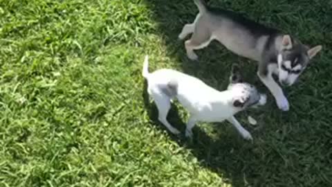 Husky Mix puppy plays with ChiWeenie