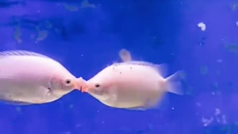 Fish Loving Video