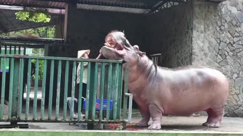 VIDEOS WITH HIPPOs, GIANT AND DANGEROUS ANIMALS FREE AND RELEASED IN THE NATURE [UPDATED 2022]!