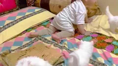 Little cat baby playing