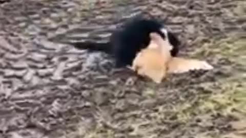 Chickens Team up to Stop Cat