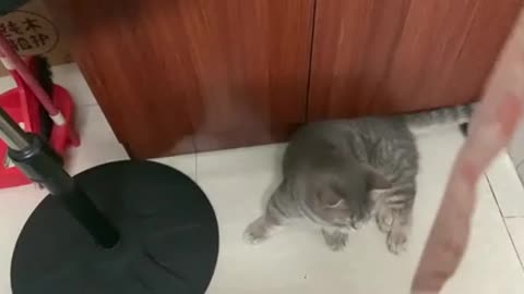 A cat lying on the floor playing