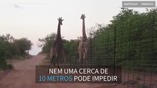Girafas travam batalha por cima de barreira de 10 metros