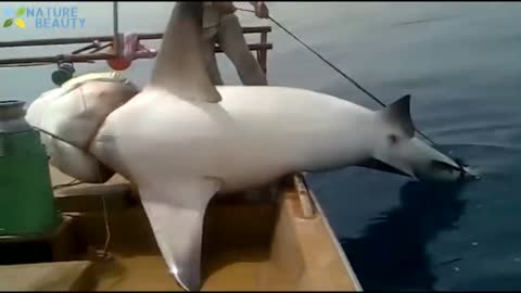 SHARK ATTACK | CATCH BY FISHERMAN