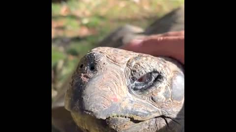Massive Galápagos tortoise loves nice, warm cuddles