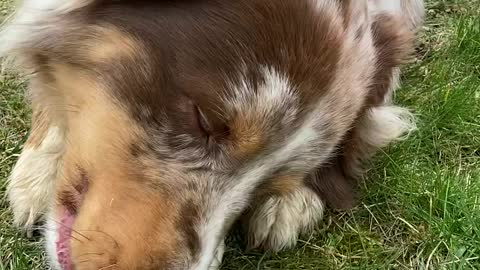 Cute dog chews on his delicious treat