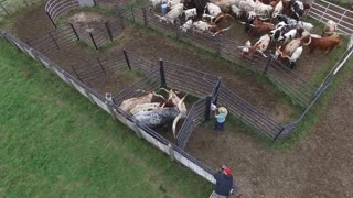 Cattle Corral Designs for Efficiency, Safety, and Economy