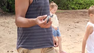 Saving a Stranded Baby Turtle