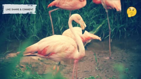 Flamingos Natural Sound Effect No Copyright