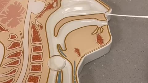 What a nasopharyngeal test is actually like