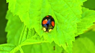 Black scale ladybug / a very beautiful insect in nature.