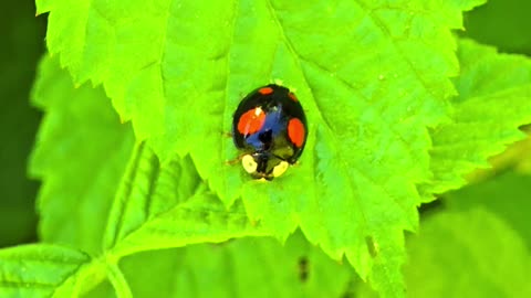 Black scale ladybug / a very beautiful insect in nature.