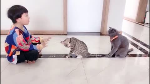 funny cats /funny animals