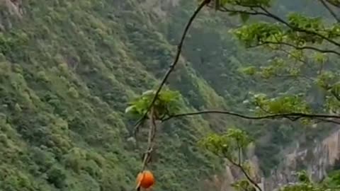 monkey eating orange