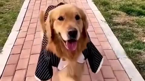 Cute Dog Go to Catwalk
