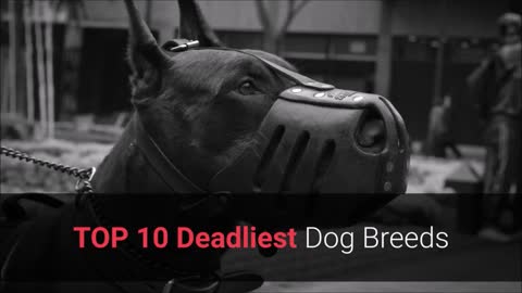 Top 10 Deadliest Dog Breeds in the World, Most Strongest and Fearless Dog Breeds☠☠