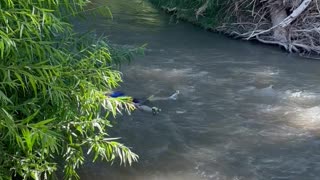 Boy Floats Down River in a Life Jacket