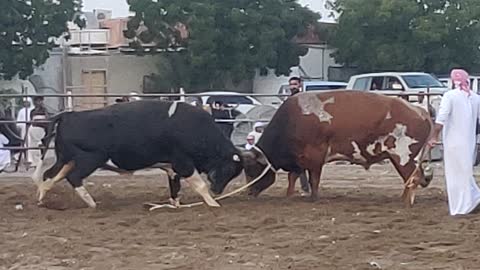 BULL FIGHTING IN FUJAIRAH |UAE|