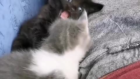 Cute Black And Cute Gray Kitten Playful Fighting