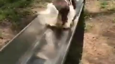 Dog Seems to Enjoy Themself as They Wag Their Tale While Sliding on Slide