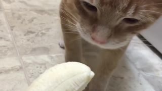 Cat Has Funny Reaction When Trying A Banana
